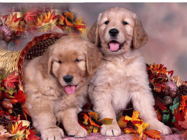 Cute-puppies-golden-thanksgiving