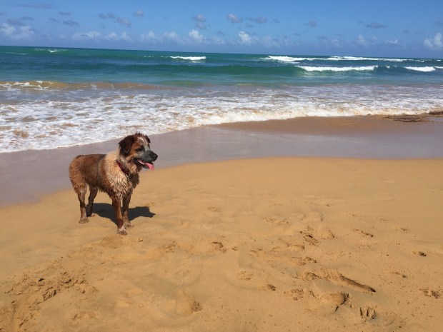dog beach puerto rico